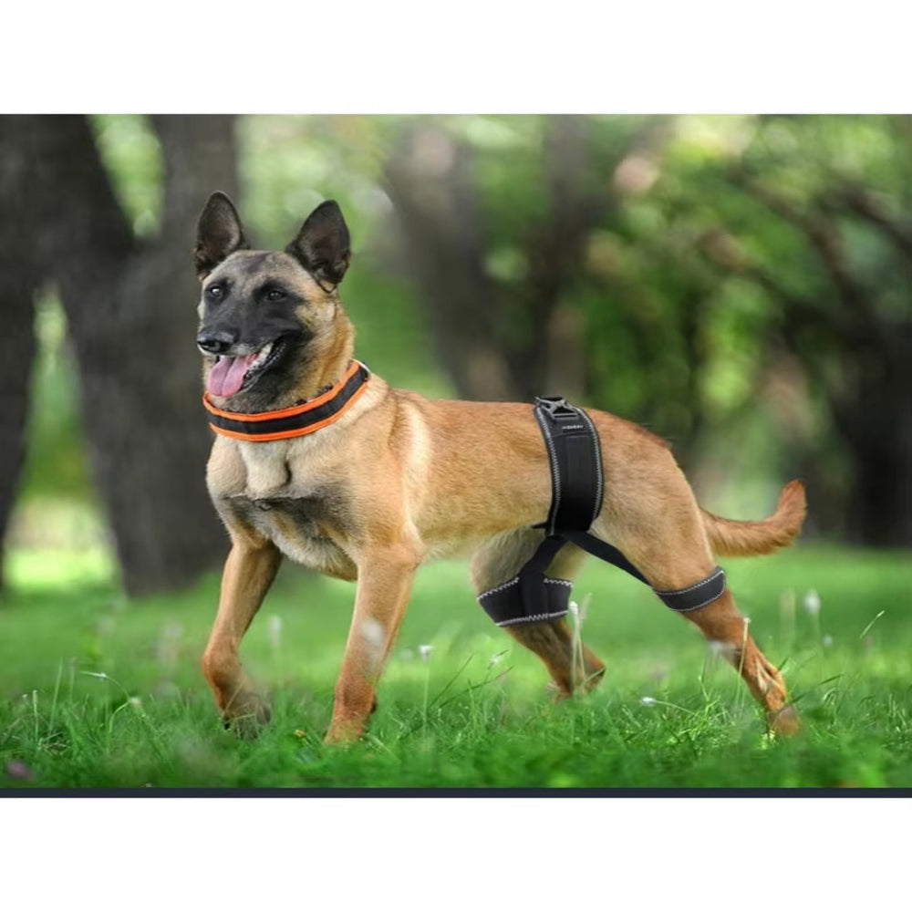 FlexiPaws Hip Brace – Comfort & Support for Stronger, Healthier Hips